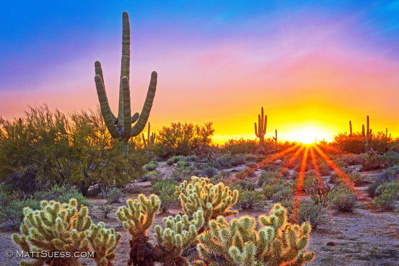 sonoran desert spring - Matt Suess Photography